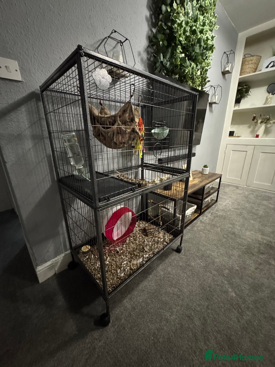 Sugar Glider rodents for sale: Two female sugar gliders with full set up - Image 15