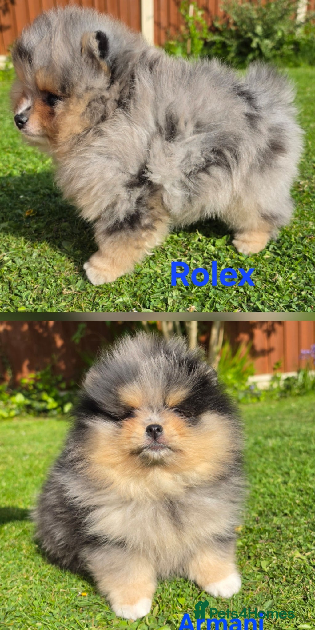 Pomeranian dogs Stunning Rare Merle Pomeranian - Advert 5