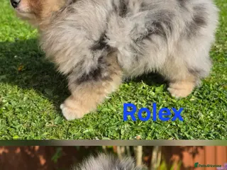 Pomeranian dogs Stunning Rare Merle Pomeranian - Advert 5