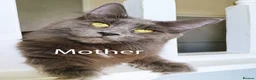 Maine Coon cats for sale: DNA health tested blue maine coon kittens - Advert 6