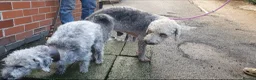 Bedlington Terrier dogs for sale: Beautiful bedlington cross puppies  - Advert 12