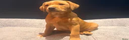 Labrador Retriever dogs for sale: Red fox Labrador pups  in Evesham - Advert 8