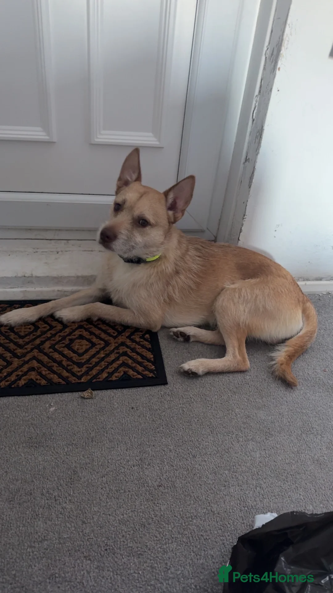 Mixed Breed dogs for sale: Cookie - Advert 5