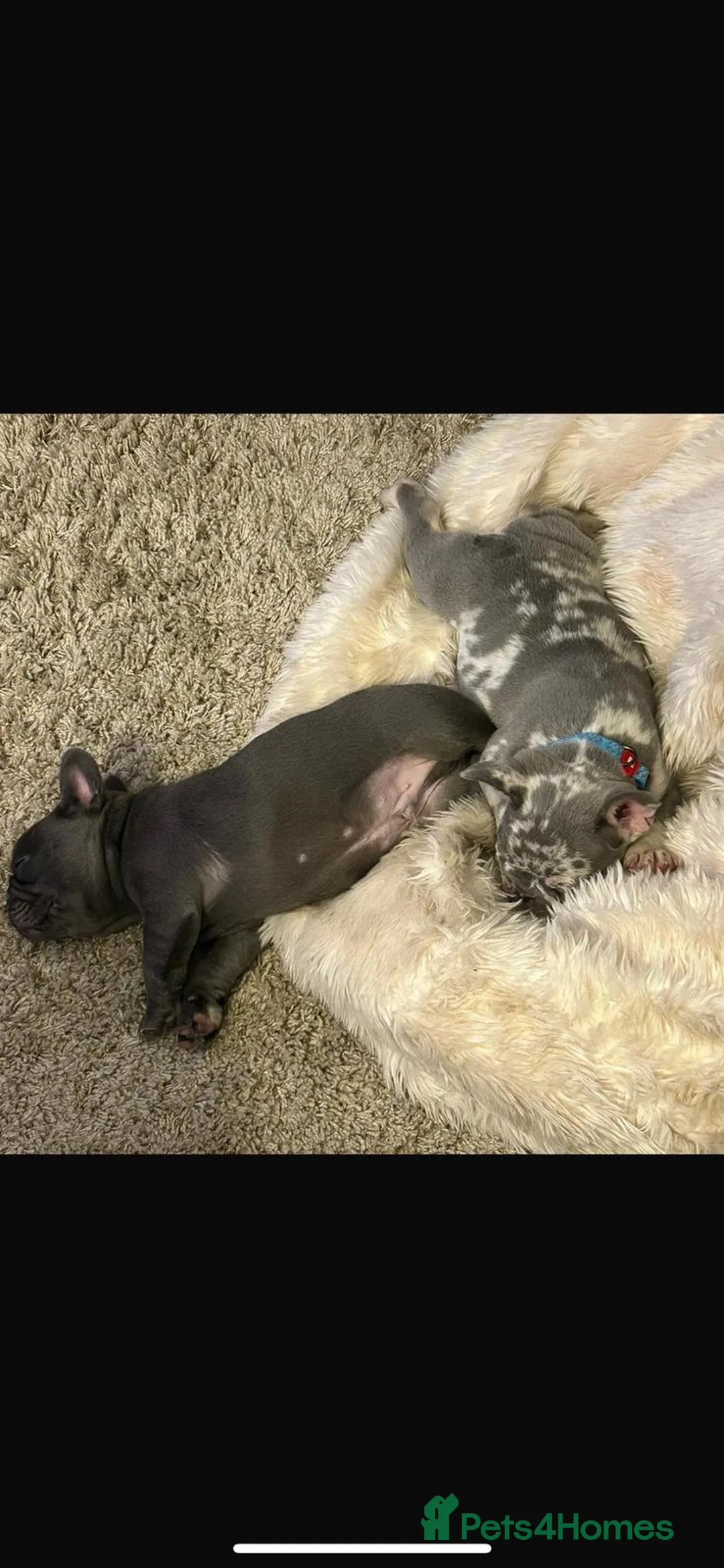 French Bulldog dogs for stud: 🔥🔥 PROVEN L1 & L4 BLUE VISUAL FLUFFY STUD 🔥🔥 in Feltham - Advert 23