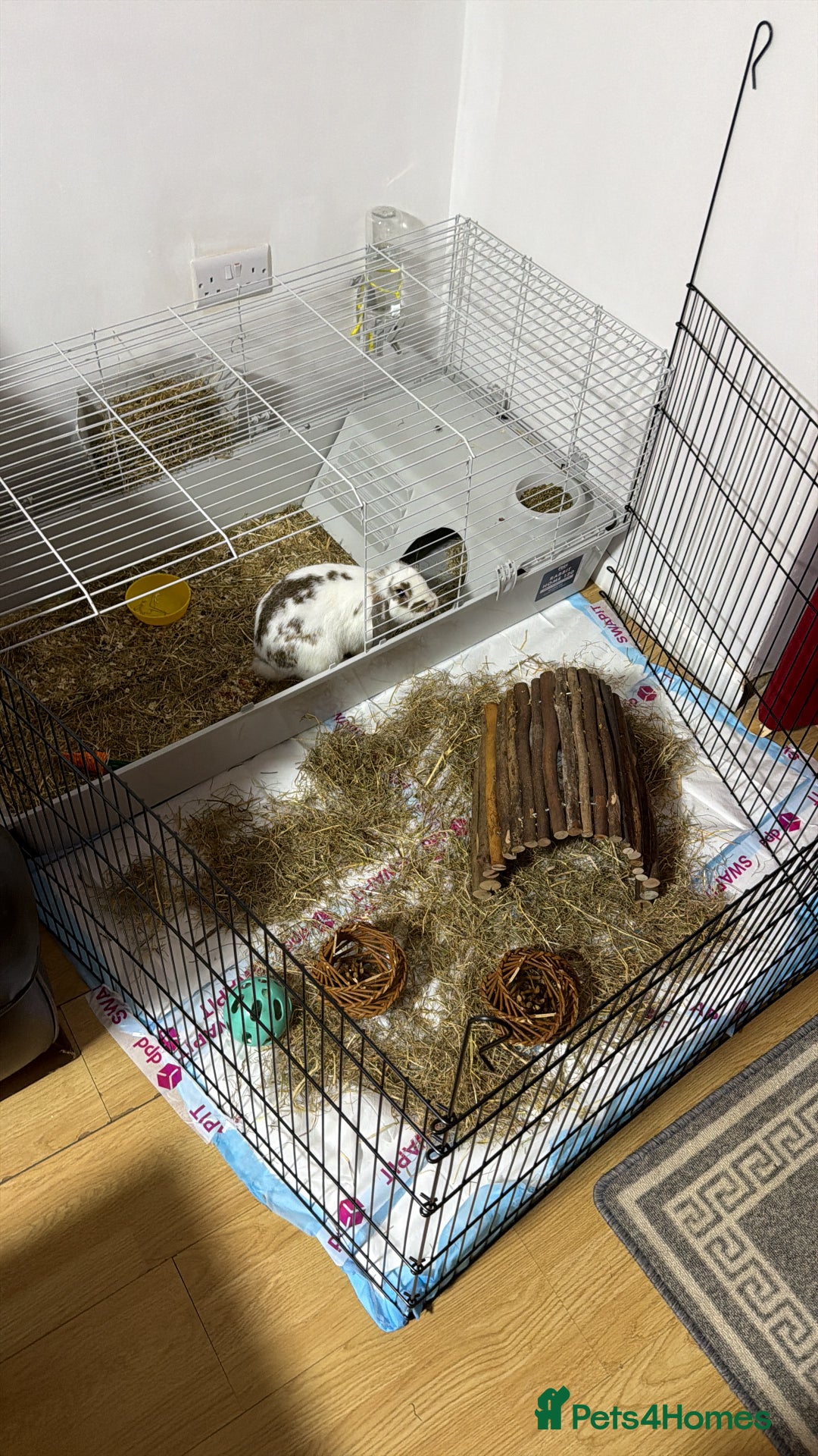 Mini Lop rabbits for sale: 2 Rabbits for sale - Advert 2