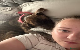 Mixed Breed dogs for sale: Bella - Image 6