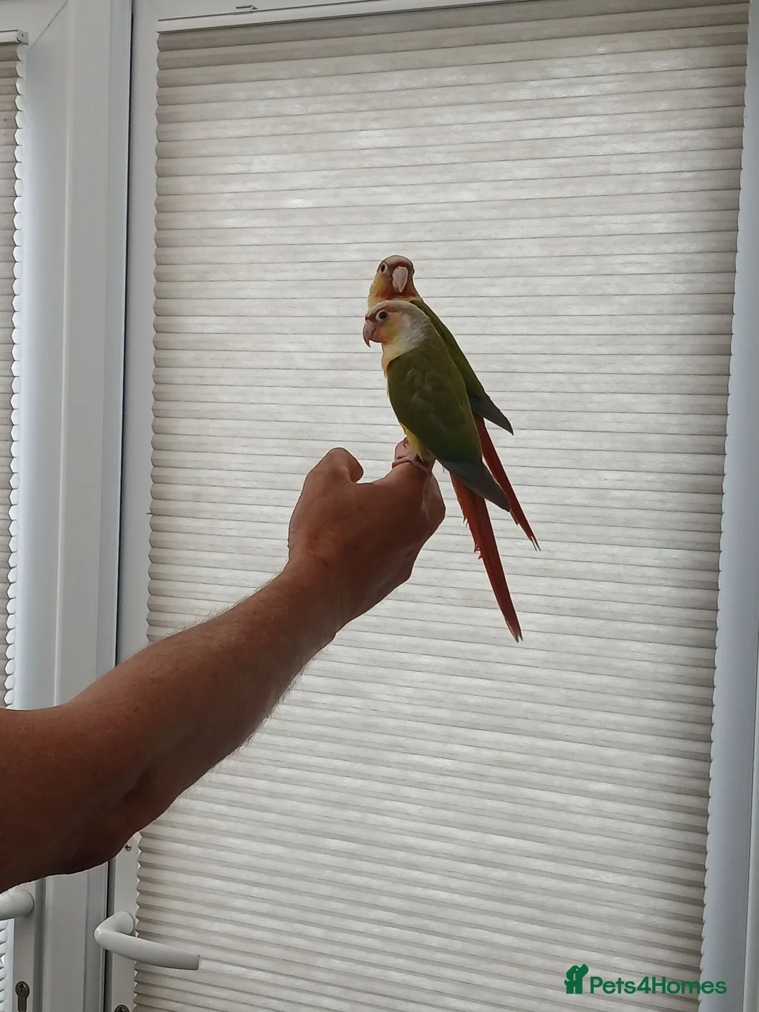 Conures birds for sale: Tame pineapple conures hand reared  in Chippenham - Advert 8