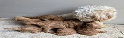 Cavapoo dogs for sale: 🐶Gorgeous gold&white cavapoos🐶 - Advert 2