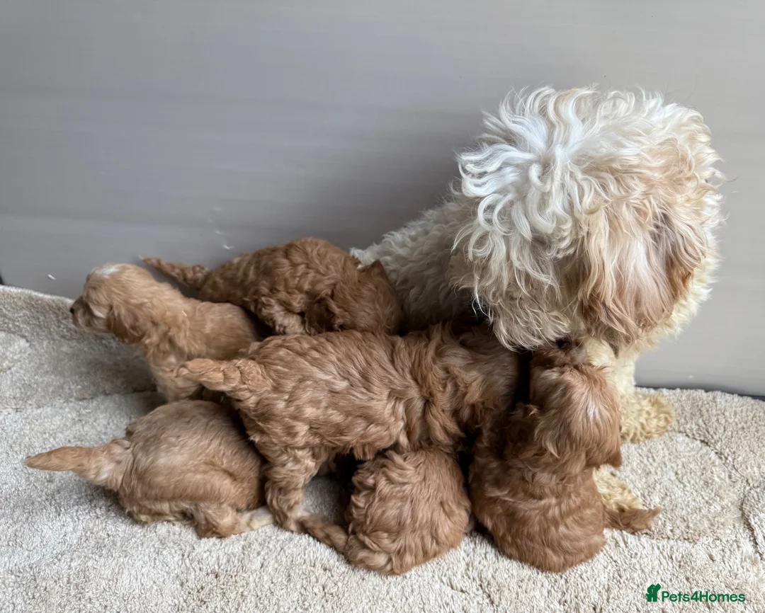 Cavapoo dogs for sale: 🐶Gorgeous gold&white cavapoos🐶 - Advert 2