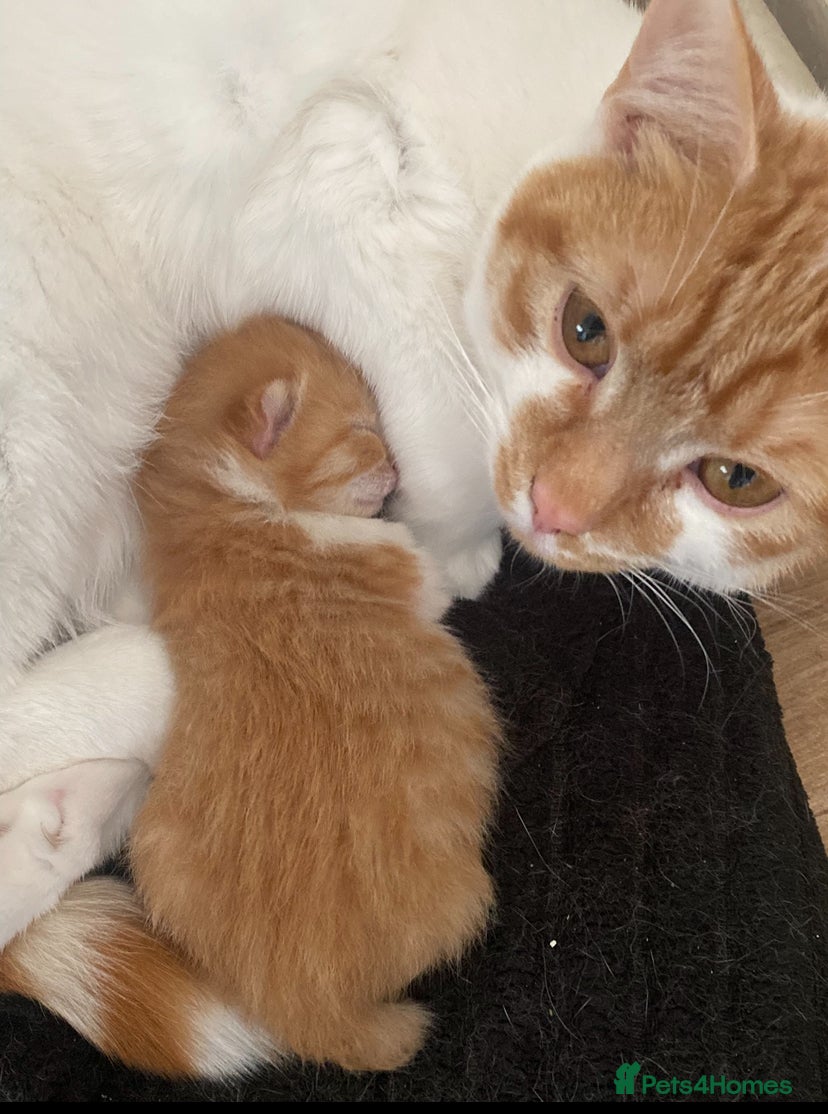 Mixed Breed cats for sale: Beautiful female cat  - Advert 2