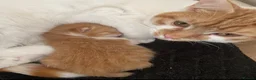 Mixed Breed cats for sale: Beautiful female cat  - Advert 1