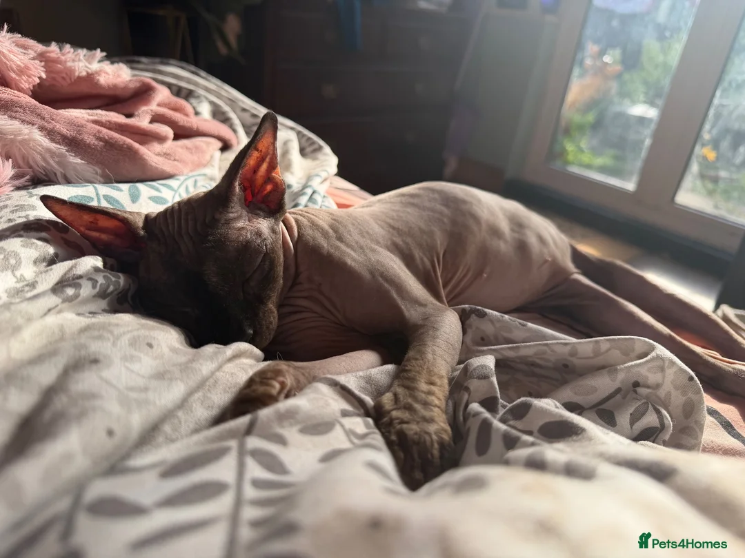 Sphynx cats for sale: Male and female Sphynx  - Advert 2
