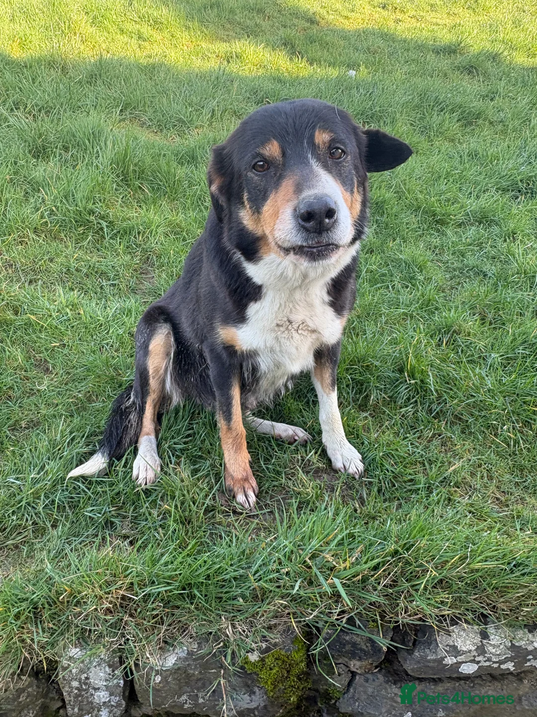 Border Collie dogs for sale: 1 beautiful male border collie puppy - Advert 2