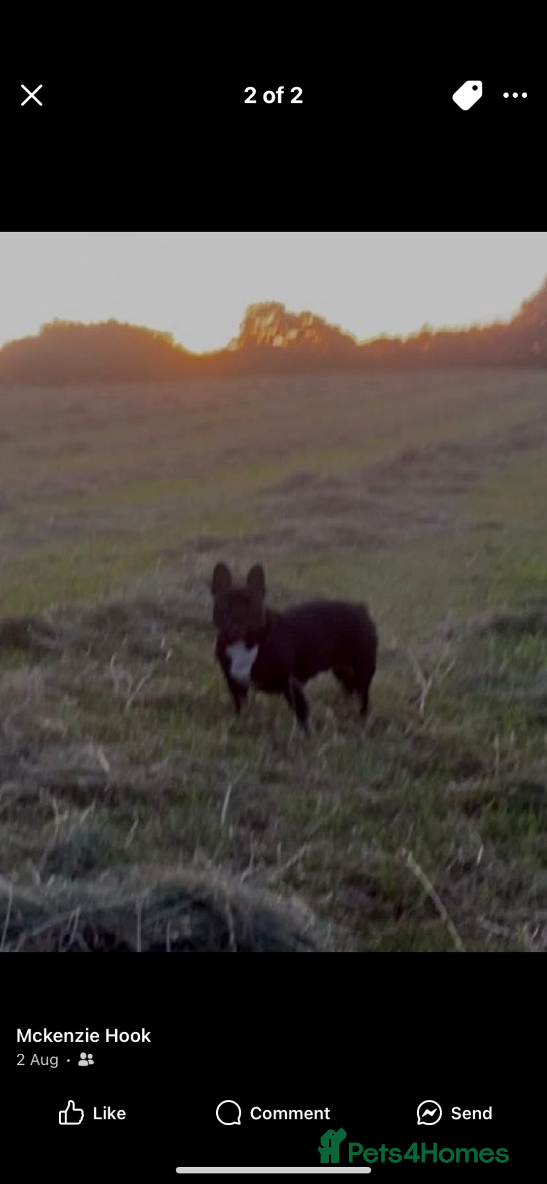 French Bulldog dogs for sale: 2 male French bulldog puppies for sale  - Image 5