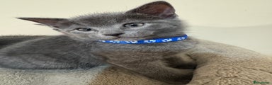 Russian Blue Kitten 1