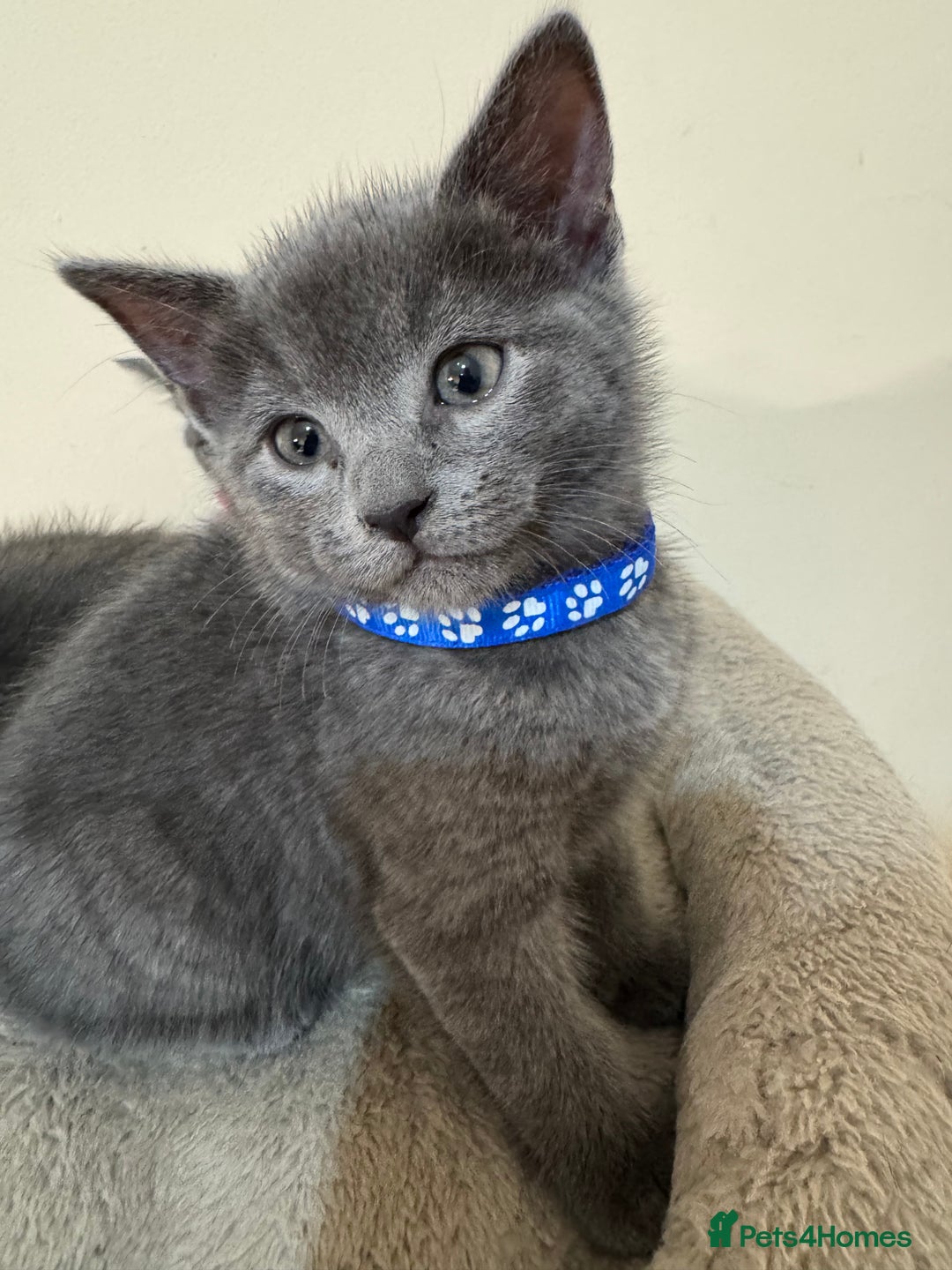 Russian Blue cats for sale: Russian Blue kittens - Advert 1