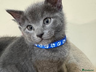 Russian Blue cats Russian Blue kittens - Advert 1