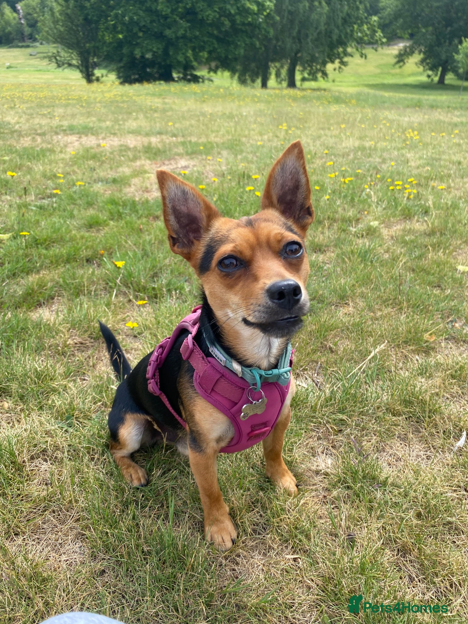 Mixed Breed dogs Sweet Jorkie boy for Stud  - Advert 1