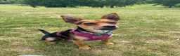 Mixed Breed dogs for stud: Sweet Jorkie boy for Stud  in London - Advert 1