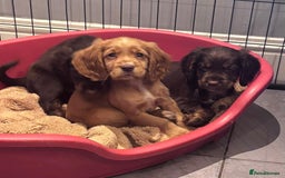Cocker Spaniel dogs for sale: Working cocker spaniels puppies kc reg - Image 6
