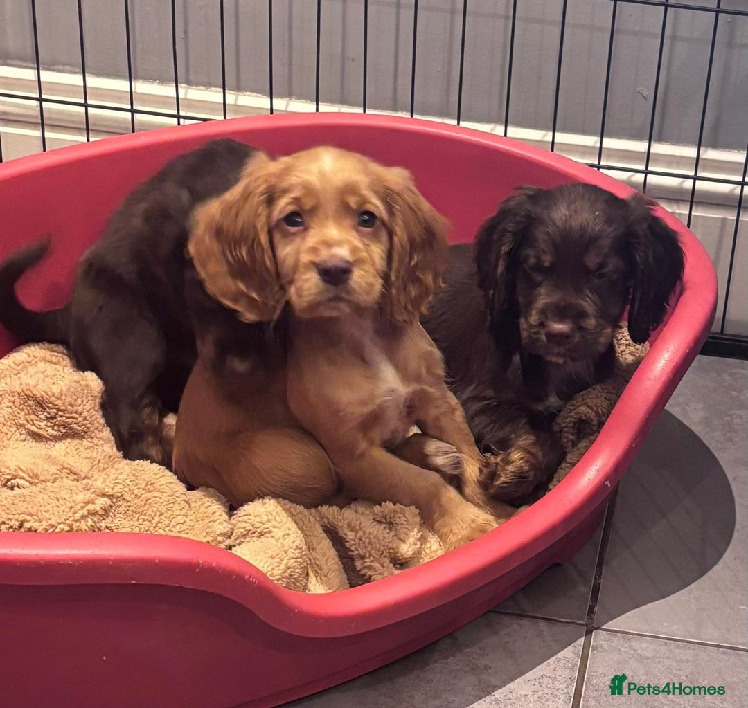 Cocker Spaniel dogs for sale: Working cocker spaniels puppies kc reg - Image 6