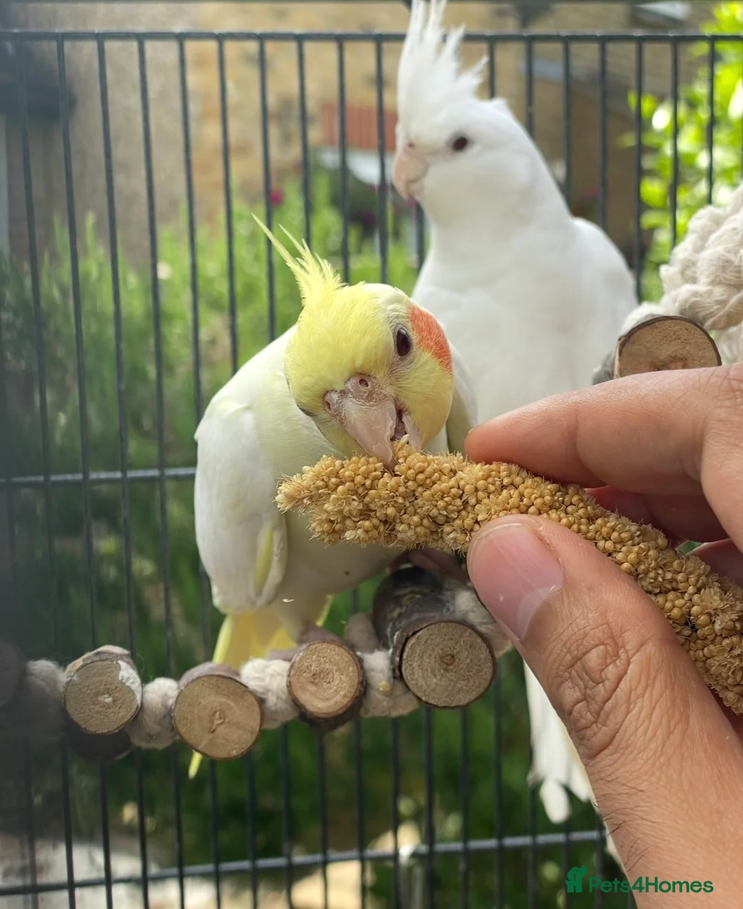 Cockatiels birds for sale: Male Lutino - Advert 3