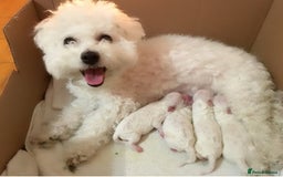 Bichon Frise dogs for sale: Bichon Frise Puppies  - Image 1