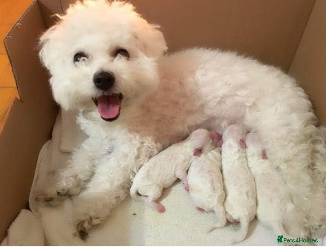 Bichon Frise dogs for sale: Bichon Frise Puppies  - Image 1