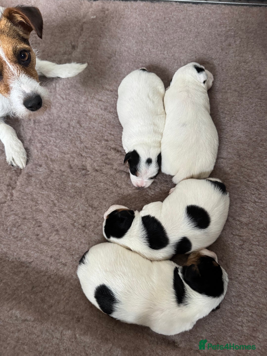 Jack Russell dogs for sale: Jack Russell Puppies - Image 4