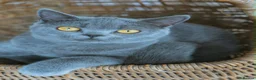 British Shorthair cats for sale: Female British blue - Advert 2