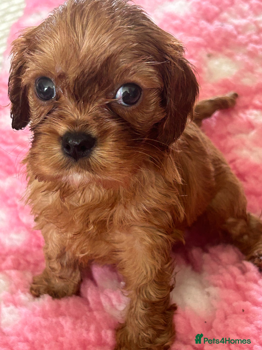 Cavapoo dogs for sale: Cavapoo F1 male puppy  - Advert 2