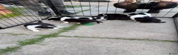 Border Collie dogs for sale: 4 boys 4 girls border collie for sale - Advert 4