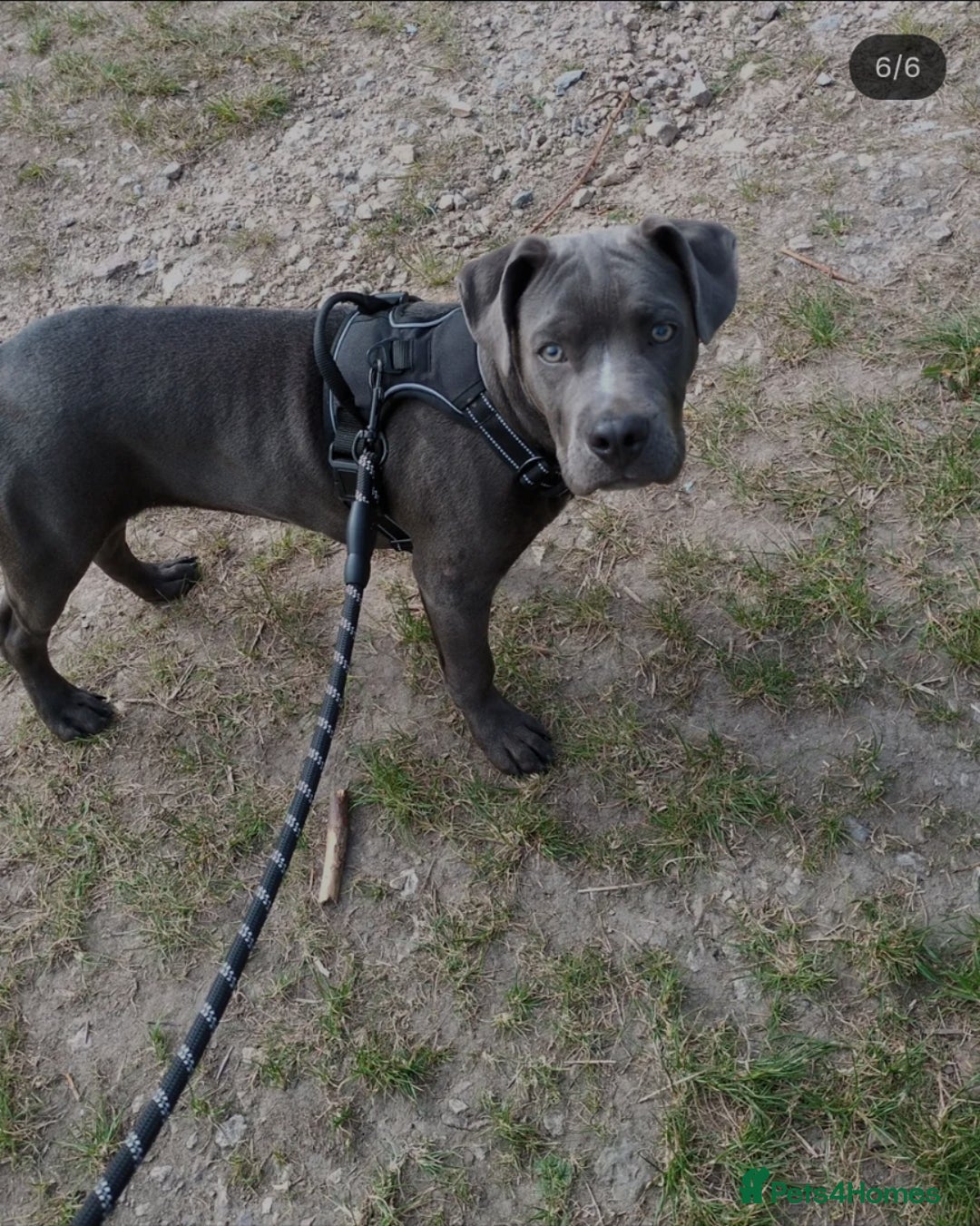 Mixed Breed dogs for sale: 8 month old, English bulldog cross - Image 4