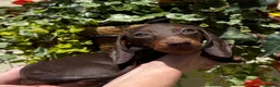 Miniature Dachshund dogs for sale: ❤️🐾 Adorable Miniature Dachshunds 🐾❤️ - Advert 9