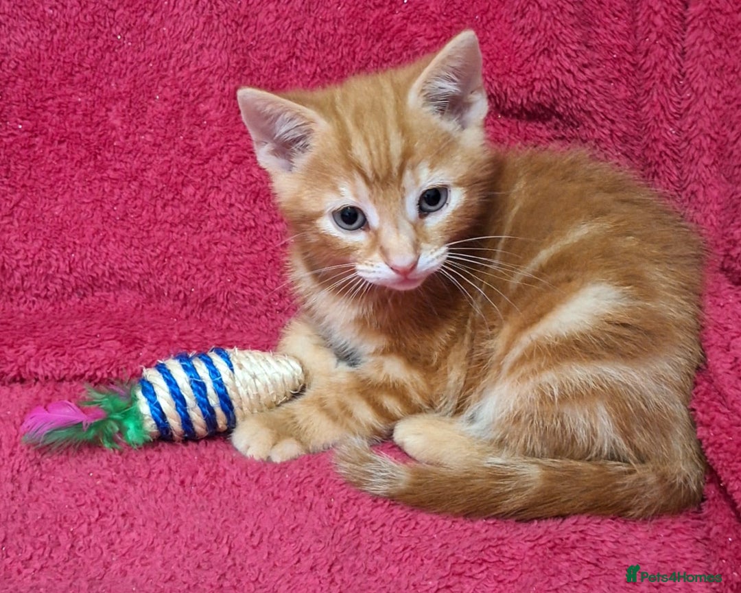 Mixed Breed cats for sale: Amazing, beautiful kittens 3 boys, 2 girls - Image 11