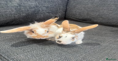 Mini Lion Lop rabbits - Advert 9
