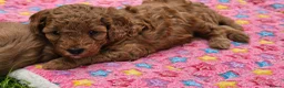Cavapoo dogs for sale: ❤️Beautiful cavapoo- Ready 16th July ❤️ - Advert 25