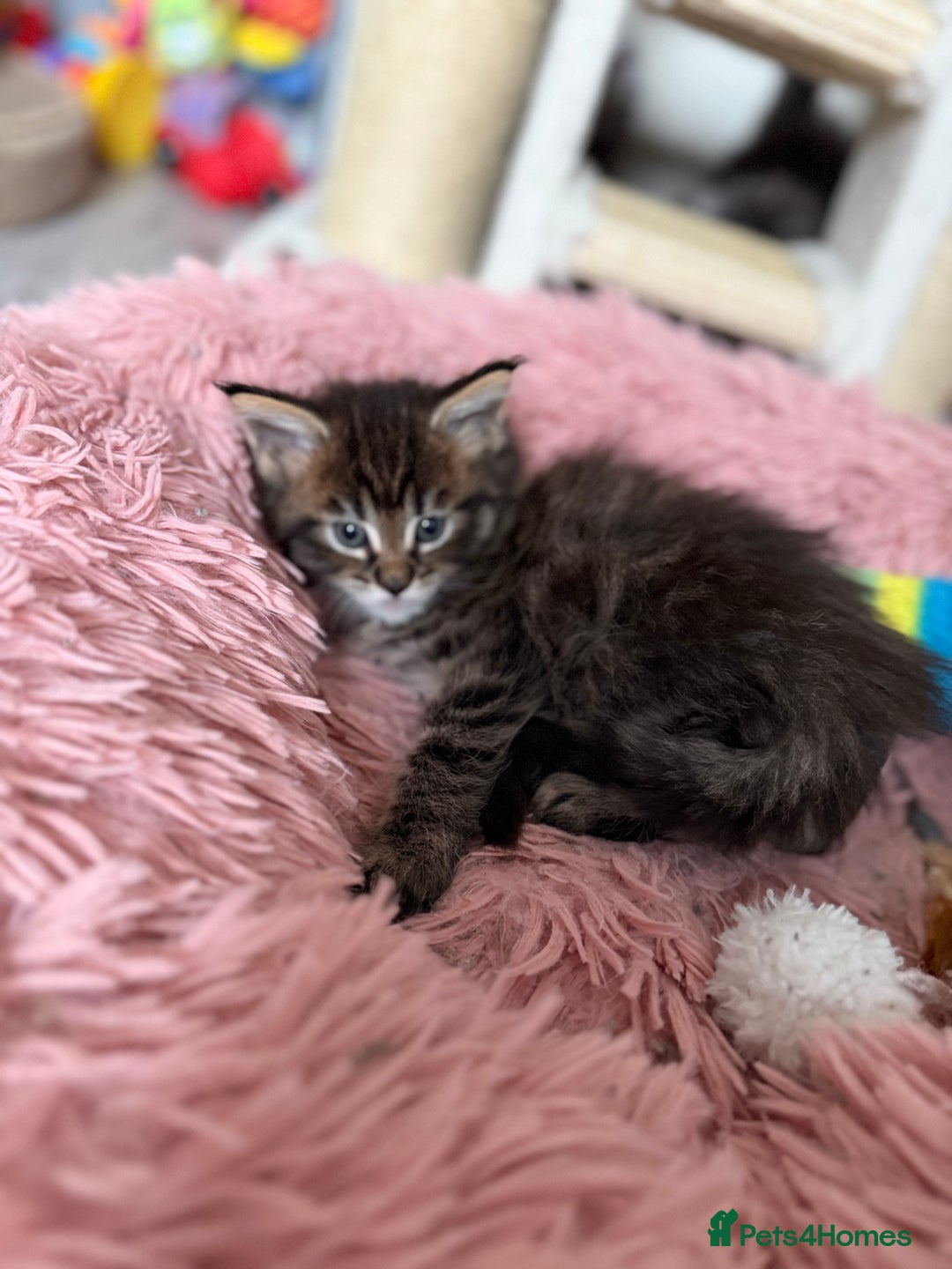 Maine Coon cats for sale: GCCF Maine coon stunning large kittens  - Advert 8