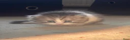 Mixed Breed cats for sale: Beautiful Scottish Fold Mix Kittens For Sale in Redditch - Advert 7