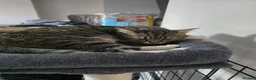 Mixed Breed cats for sale: 4 gorgeous kittens left  in Wisbech - Advert 3