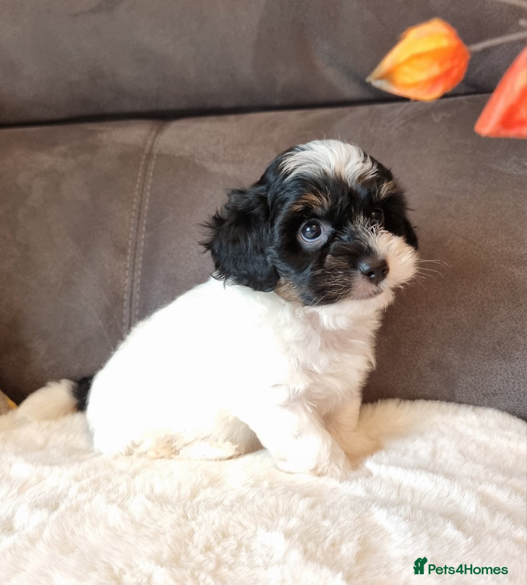 Shihpoo dogs for sale: Adorable little Shihpoo's, sold fully vaccinated - Image 34