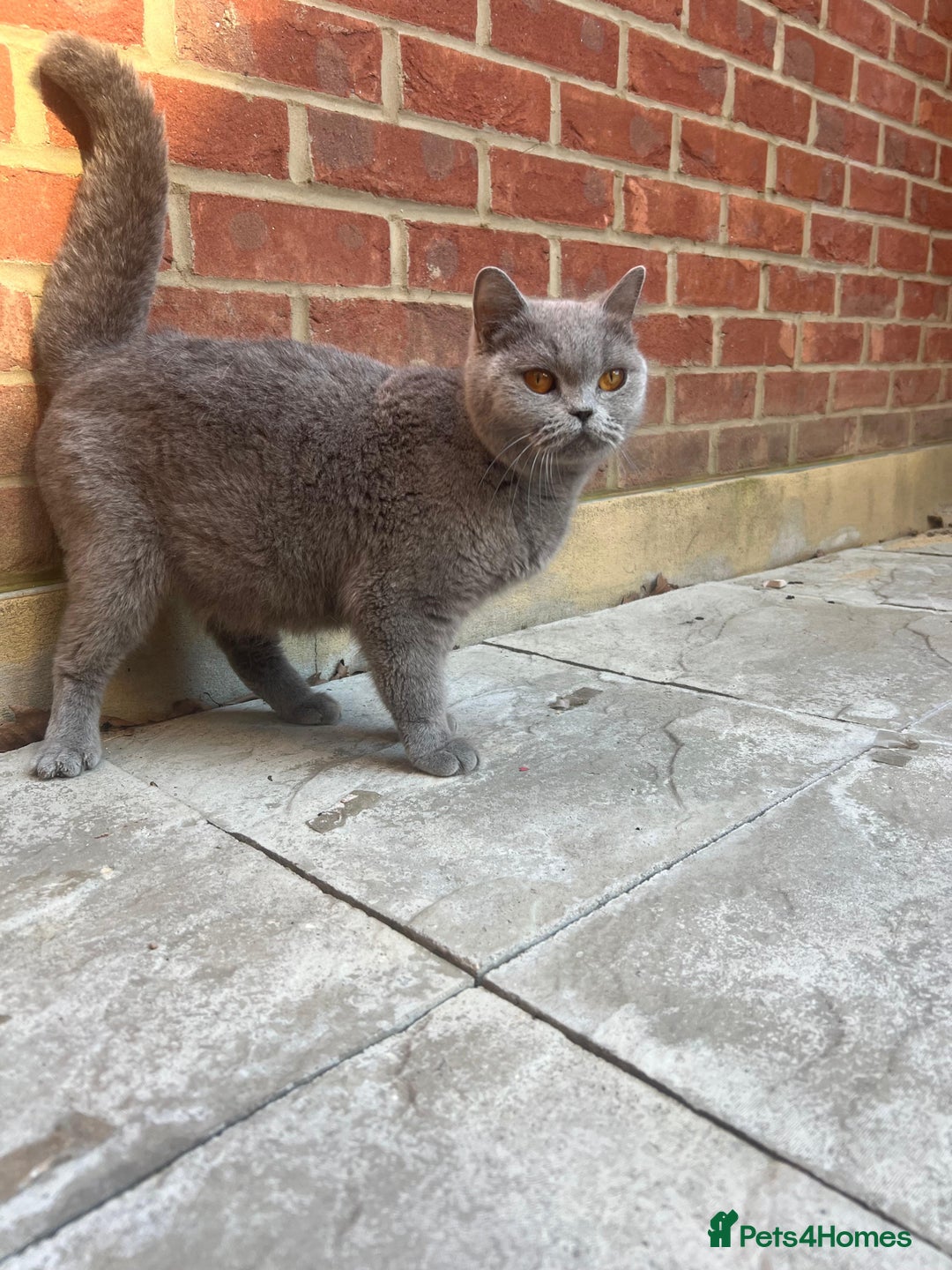 British Shorthair cats for sale: Active GCCF REGISTERED QUEEN💞 - Advert 4