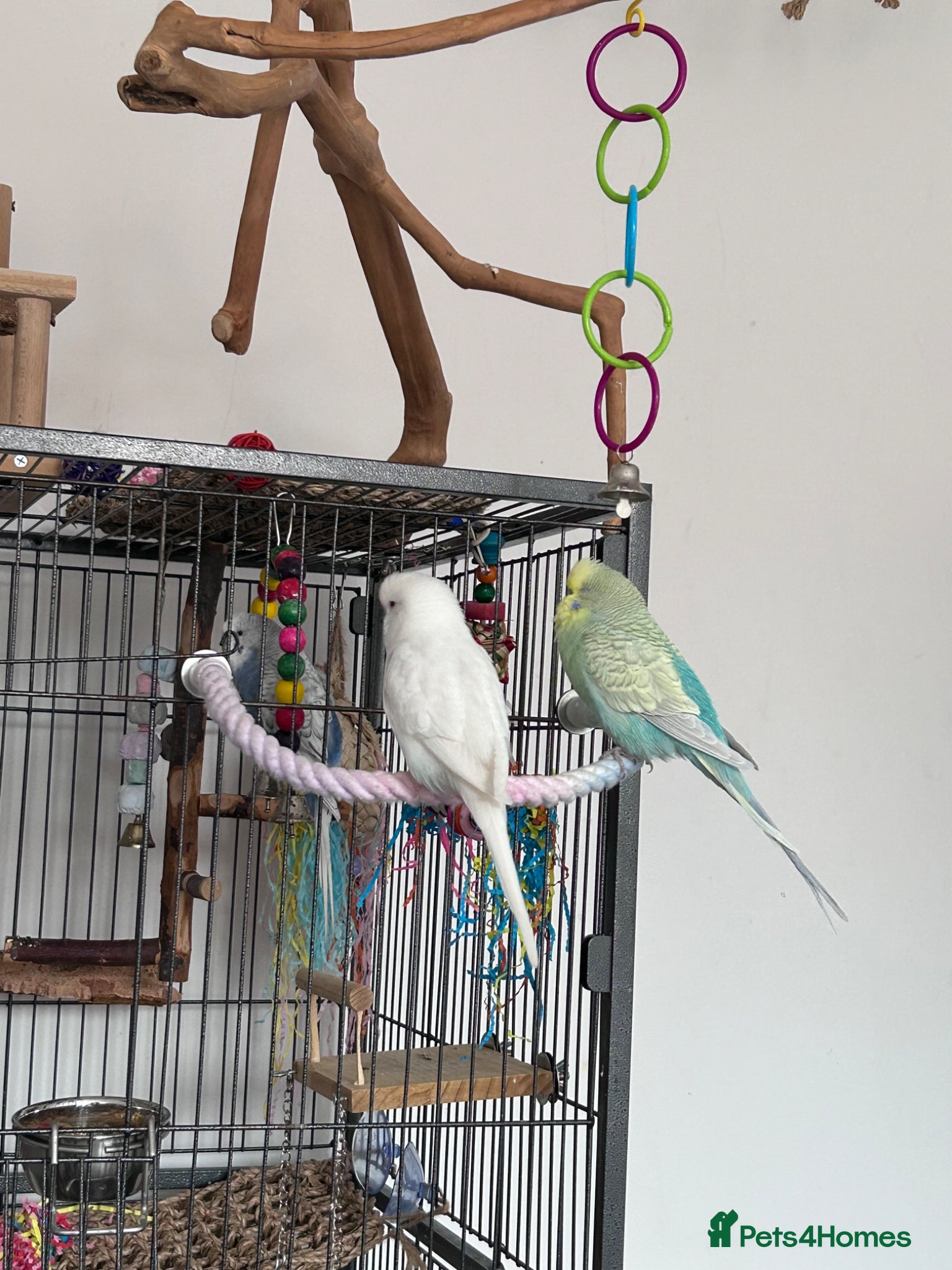 Budgerigars birds 4 budgies for sale. - Advert 1