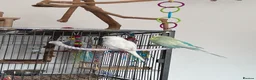 Budgerigars birds for sale: 4 budgies for sale. in Birmingham - Advert 1