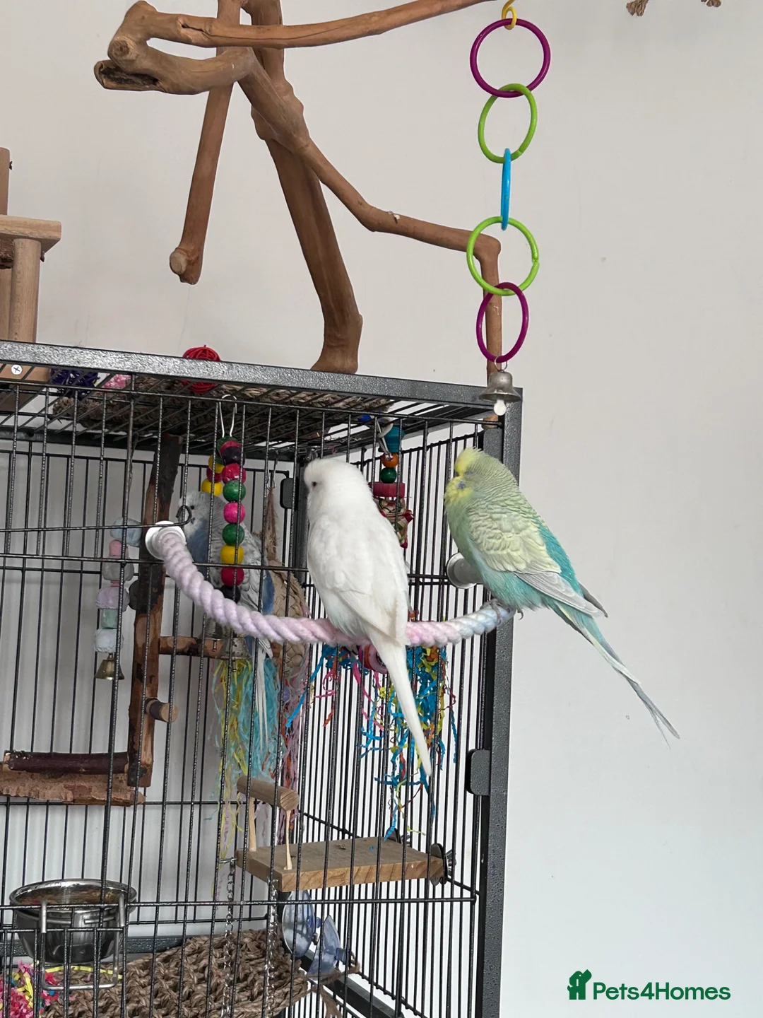 Budgerigars birds for sale: 4 budgies for sale. in Birmingham - Advert 1