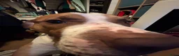 Mixed Breed dogs for sale: Cosmo - mixed breed - Advert 3
