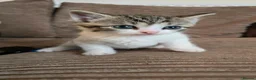 Scottish Fold cats for sale: Playful kittens!!! - Advert 5