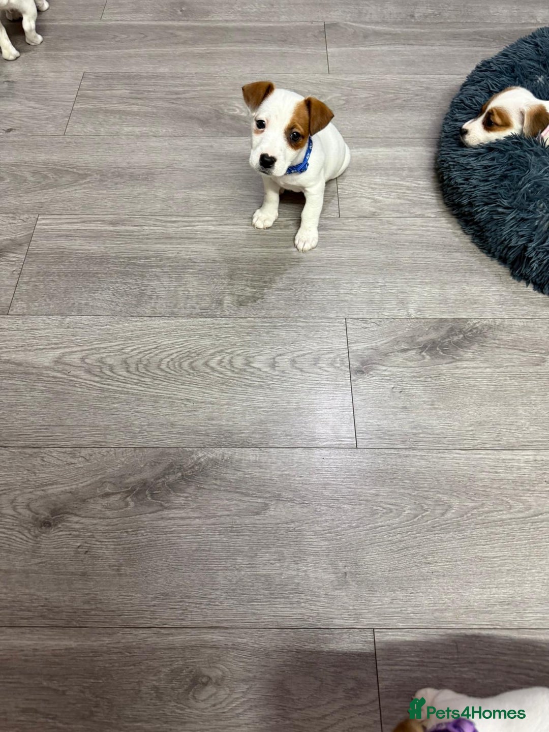 Jack Russell dogs for sale: 8 Week Old Jack Russel Puppies  - Advert 32