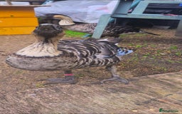 Mixed Breed birds for sale: NE NE geese - Image 2