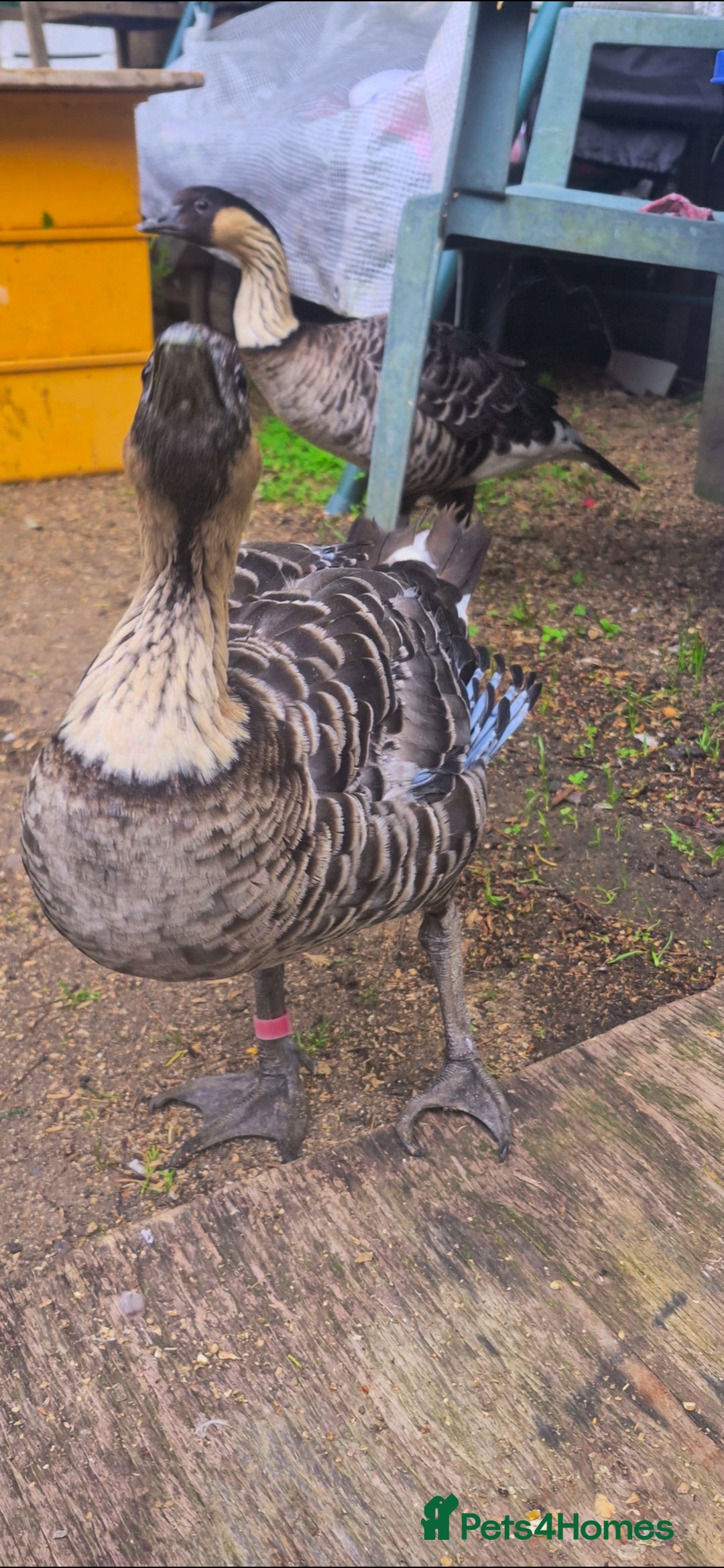 Mixed Breed birds for sale: NE NE geese - Image 2